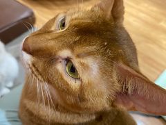 -MOCHA明星猫咖(田子坊店)