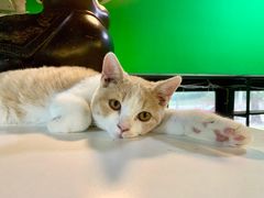 -李小姐の猫咖啡馆(五角场店)
