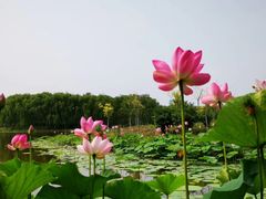 -东郊湿地公园