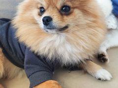 -怪兽屋·羊驼·猫咖·狗咖(俊华广场店)