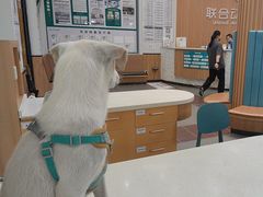 -联合动物医院(光谷诊疗中心)