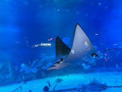 -烟台海昌鲸鲨海洋公园