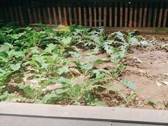 -黄山老妈·土菜(碧桂园店)