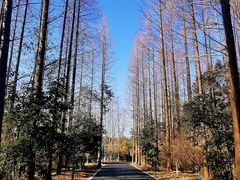 -东平国家森林公园