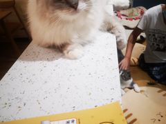 -滚猫咖啡·猫咖·猫友好撸猫(未来城店)
