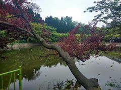 -嘉定紫藤园