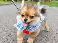 -天宠宠物医院24小时·急重症诊疗中心·全科·腔镜特色(和平分院)