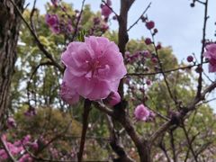 -南汇桃花村