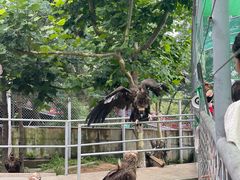 -西霞口神雕山野生动物世界