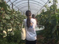 -马陆小张葡萄园农家乐