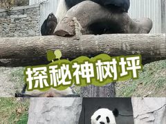 -卧龙中华大熊猫苑神树坪基地