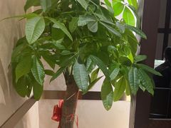 -沪碟·精菜坊(闵行店)
