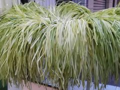 韭黄-尤素福东举院饺子馆