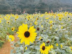 -广州市石门国家森林公园