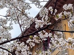 -武汉大学-樱园