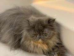 -More Fun猫咖 二十只万元加菲主题