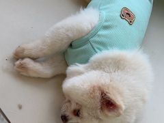 -怪兽屋·羊驼·猫咖·狗咖(俊华广场店)