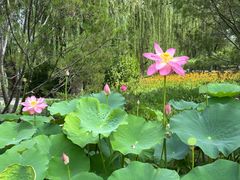 -莲花池公园