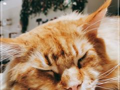 -藏猫猫咖啡主题馆(中央大道店)