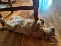 -瑞派福兴宠物医院犬猫全科·骨科·中西医结合(河东店)