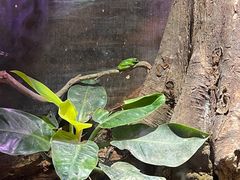 -正佳雨林生态植物园