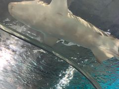 -锦艺城海洋馆
