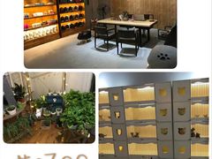 -喵zoo家庭繁育猫舍(尖东智能花园店)