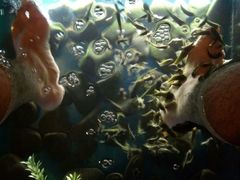 鱼疗-尼甘布(Negombo)