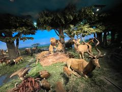 -国家自然博物馆