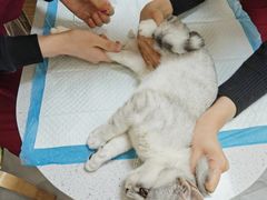 -德元·美联众合24小时动物医院(总院)