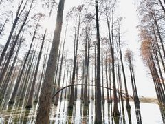 -渌洋湖湿地公园