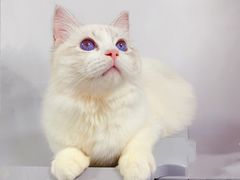 -Bastet sally猫舍购宠(静安店)