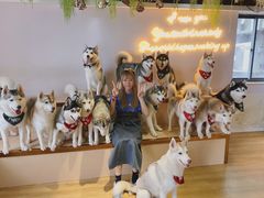 -Husky Go! 哈士奇体验馆·宠物咖啡厅狗咖