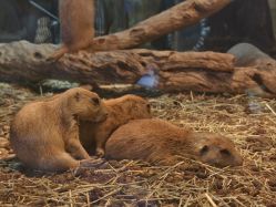 -Zoolung Zoolung动物主题公园(海信广场店)