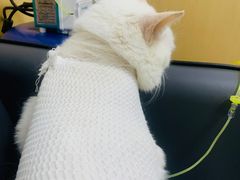 -康成宠物医院24H·CT·核磁共振
