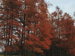 -肯德基(世纪公园站店)