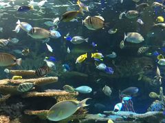-瑞普利水族馆