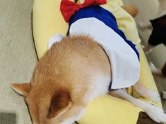 -逗柴咖啡屋·狗咖猫咖宠物桌游