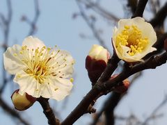 -香雪海