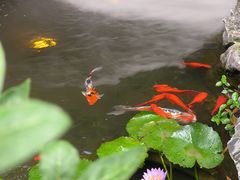 -花锦堂·隐庐