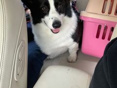 -爱侣宠医·鹦鹉专科·小型哺乳类·异宠专科(灵石路店)