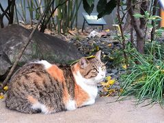 -龙华素斋(龙华路店)