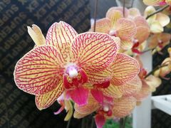 -石家庄市植物园