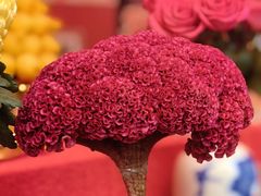-越秀西湖花市(广州城市广场花卉店)