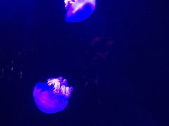 -青岛海底世界-水族馆