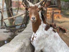 -青岛森林野生动物世界