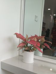 -YESIDO椰岛造型烫发染发