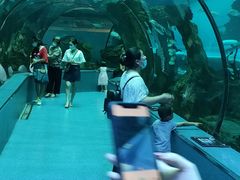 -乐从天佑城海洋馆