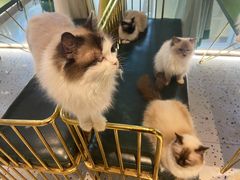 -喵喵咪呀布偶猫咖(春熙路店)