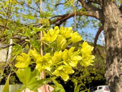 -长白岛森林公园